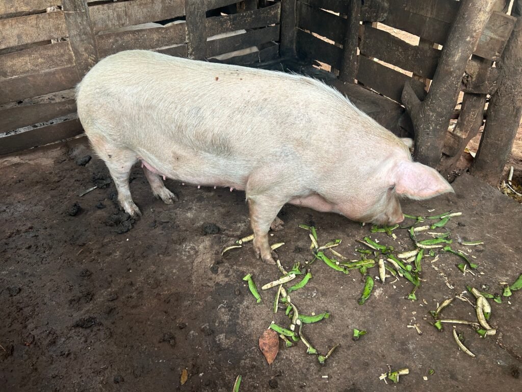 White pig in a wooden pen standing on dirt, eating green pods scattered on the ground.